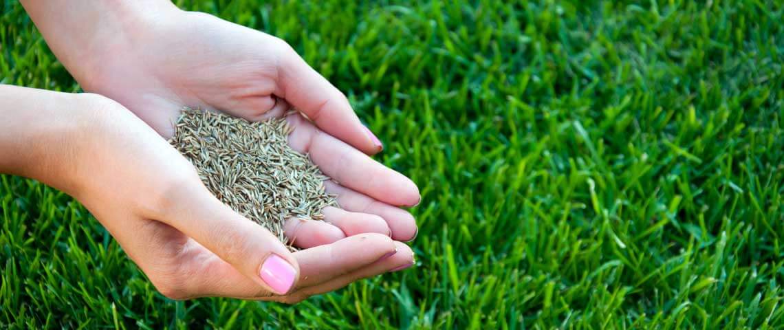 5 Things You Need to Know About Warm Season Grass Header