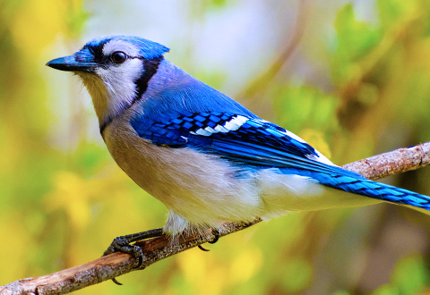 About_WildBird-mobile