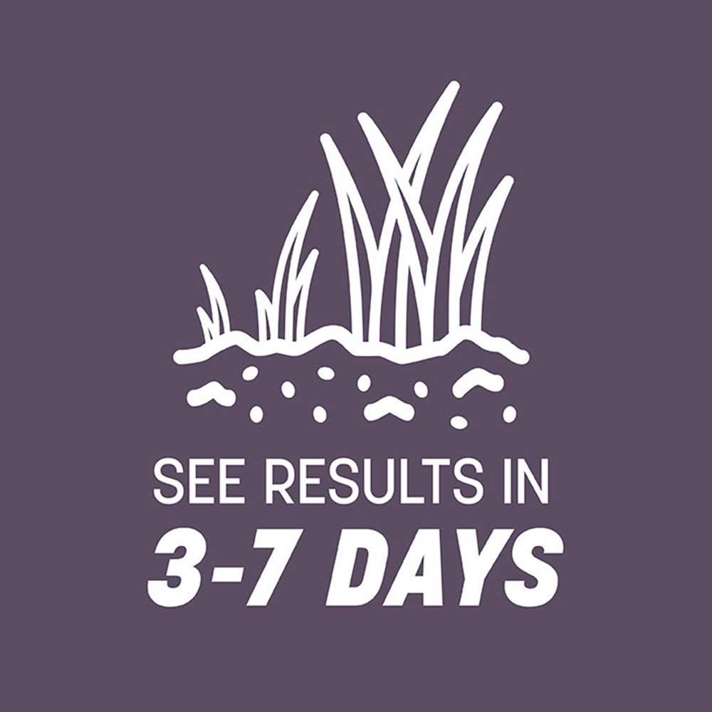 annual-ryegrass-growth