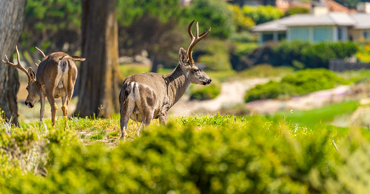 Deer grazing in urban or suburban area with homes nearby.