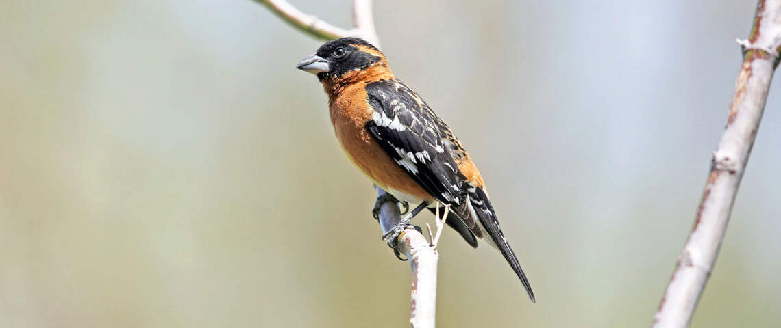 Black-headed Grosbeak