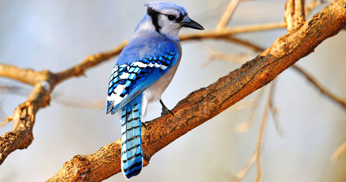 Blue jay perched in a tree