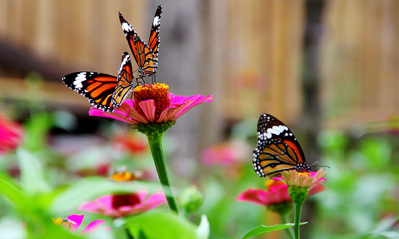 Monarch butterflies pollenating a gerbera daisy.