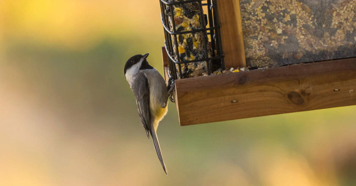 Carolina Chickadee hanging on a Suet Feeder
