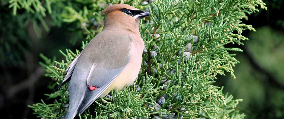 Cedar Waxwing on Juniper branch