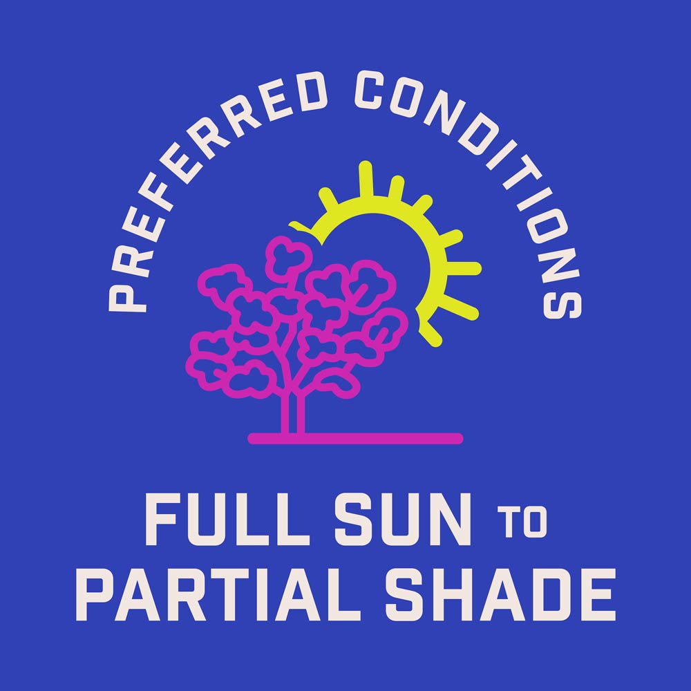 DG384-PE-Wildflower-Northeast-Mix-Alt-Images-09