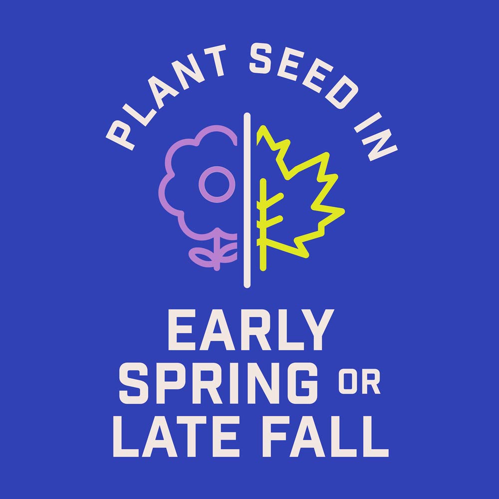 DG386-PE-Wildflower-Southern-Garden-Mix-Alt-Images-06