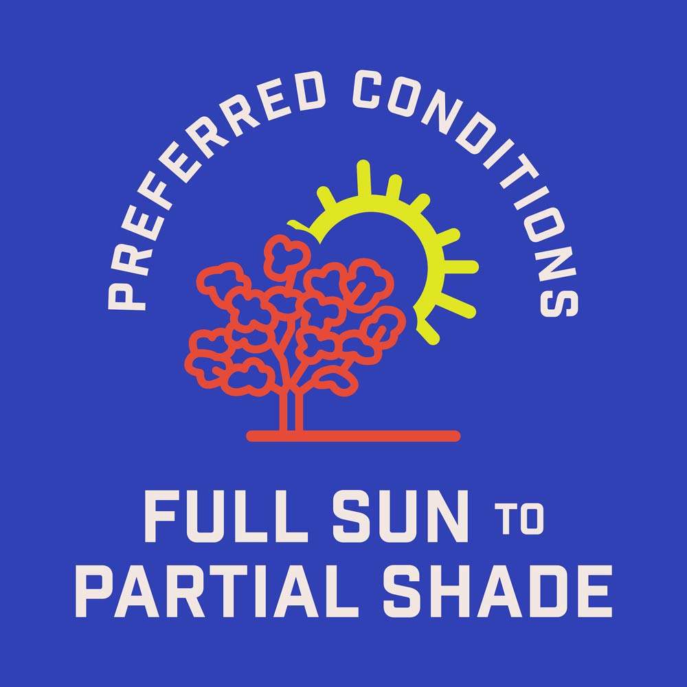 DG387-PE-Wildflower-Western-Garden-Mix-Alt-Images-09