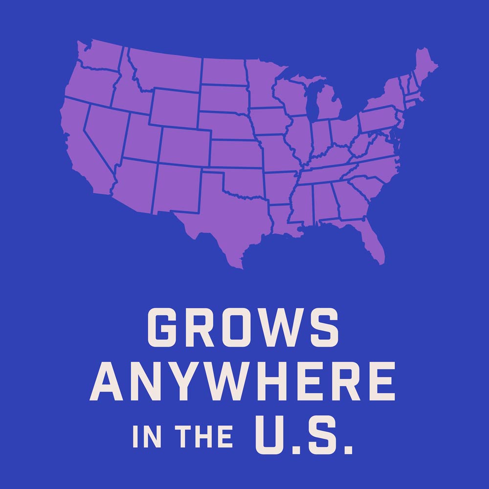 DG399-PE-Wildflower-Garden-Mix-Alt-Images-07