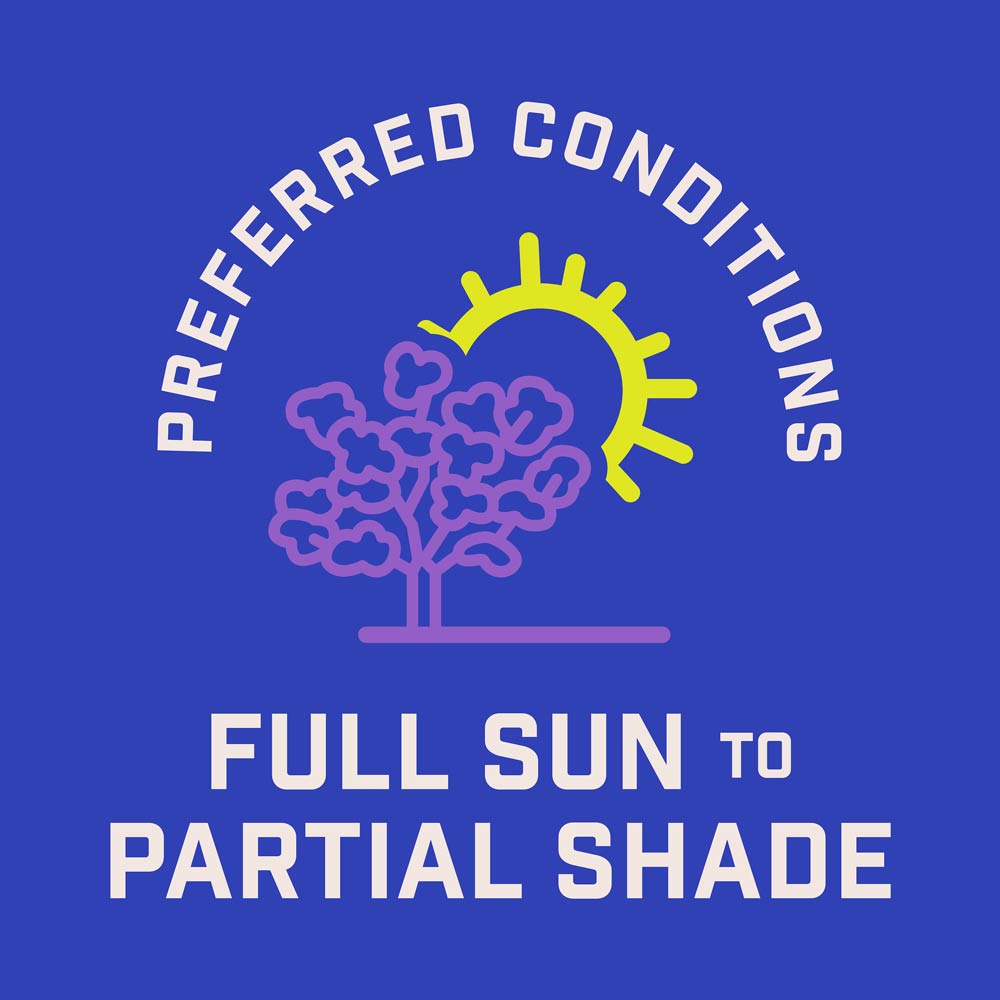 DG399-PE-Wildflower-Garden-Mix-Alt-Images-09