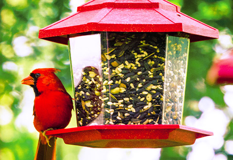 FeedersHouses-mobile