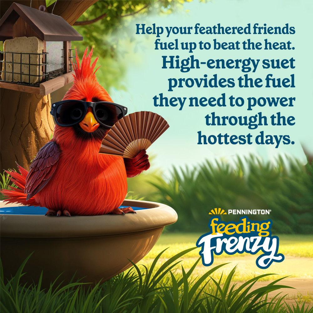 Pennington Feeding Frenzy High Energy Suet Cake 11.75 oz