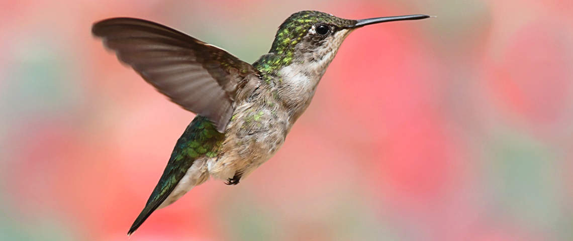 Female Ruby-throated Hummingbird