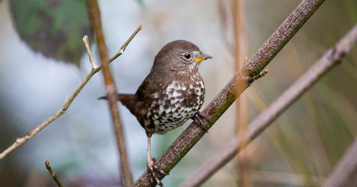 Female Fox Sparrow