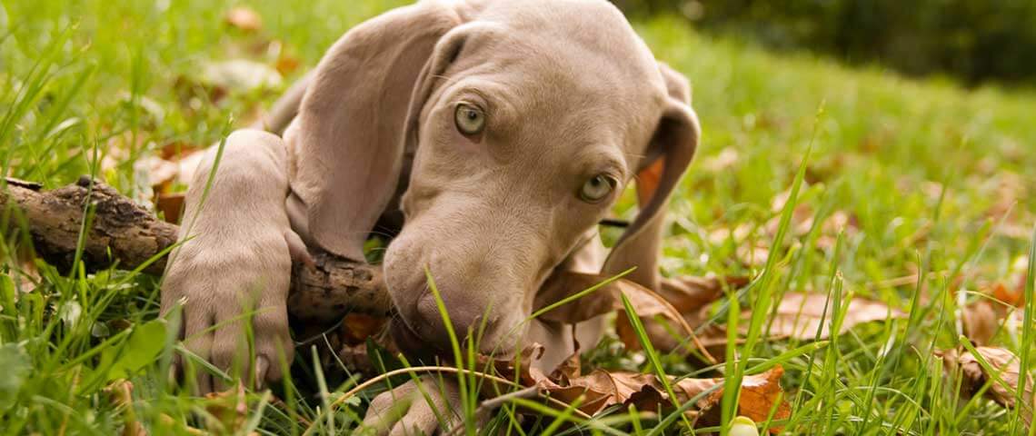 Healthy Lawns, Happy Dogs