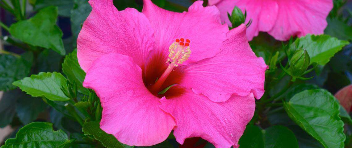 Vibrant Hibiscus