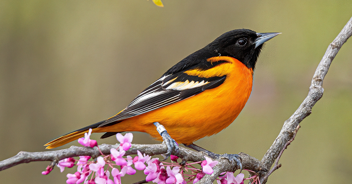 Male Baltimore oriole on the branch of a red bud tree in bloom.