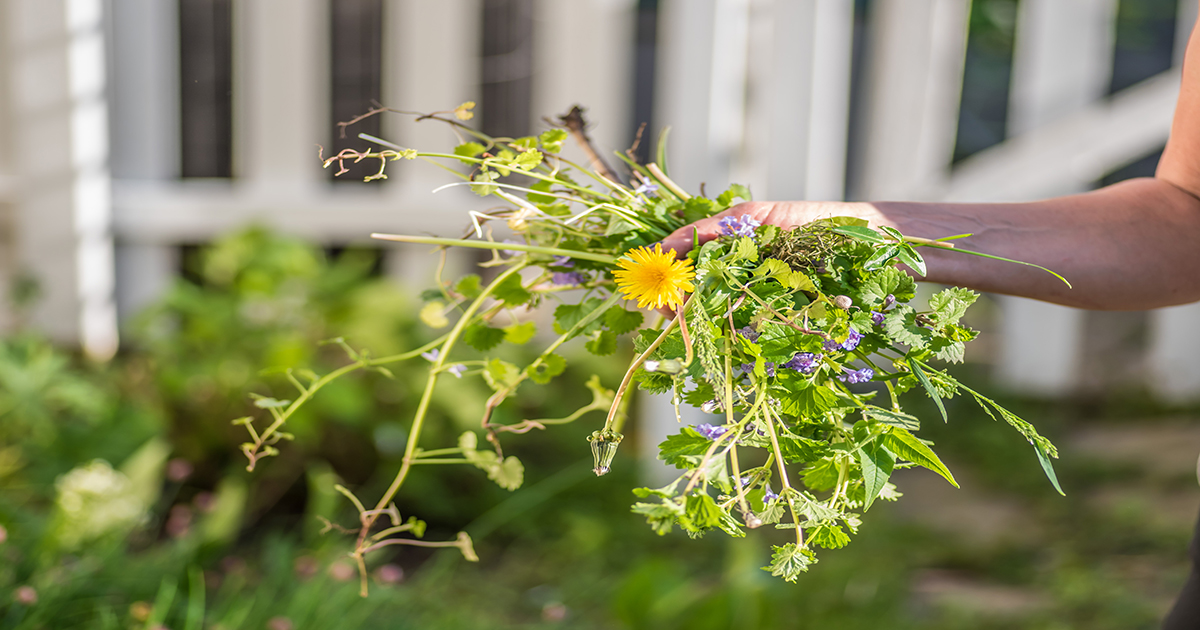 A woman holding a bunch of lawn weeds in her hand.