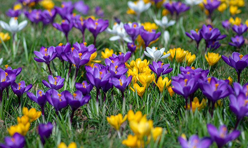 how-to-plan-a-spring-bulb-bonanza