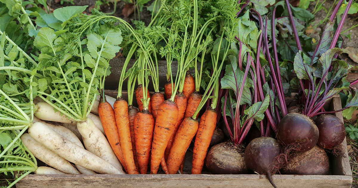Freshly harvested fall vegetable root crops of radishes, carrots and beets 