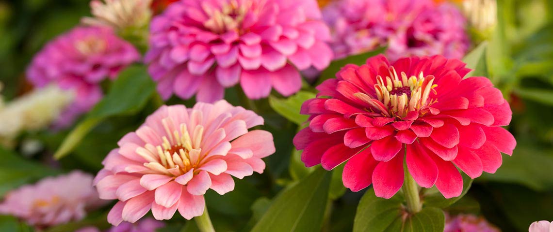 how-to-start-a-flower-garden-o