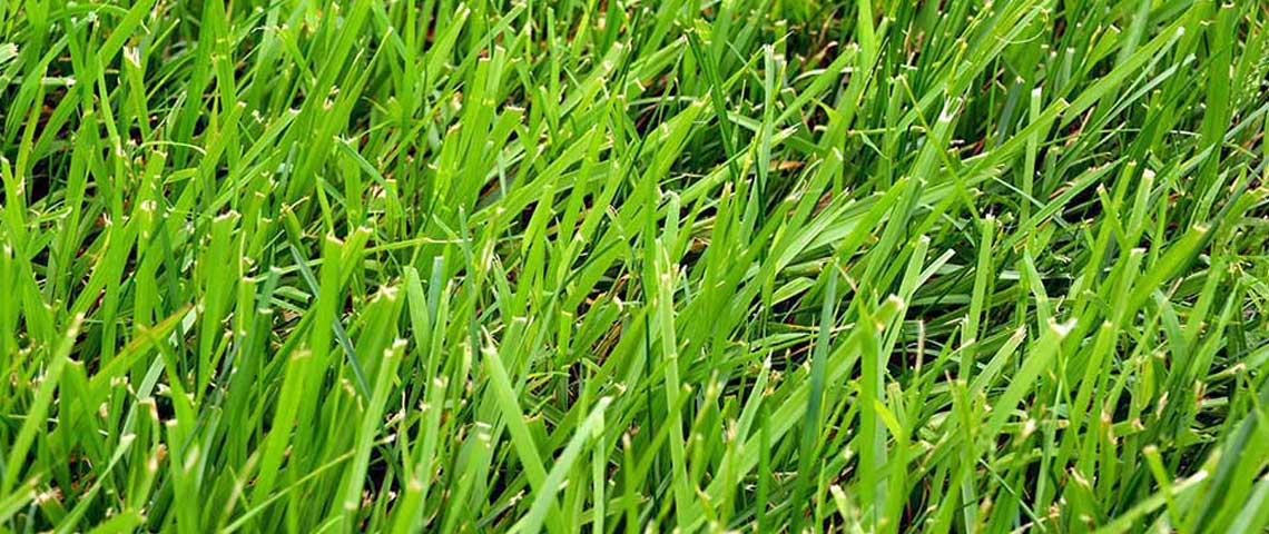 Identify-your-grass-header