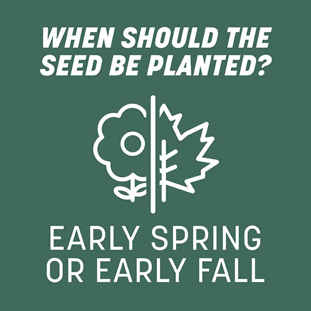 when-to-plant-tall-fescue