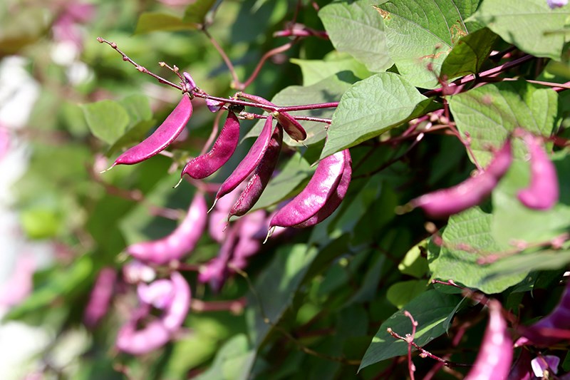 lablab lablab purpureus