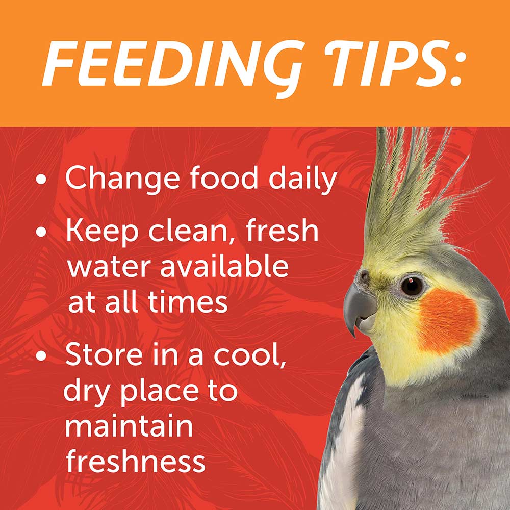 medium-bird-blend-3lbs-8