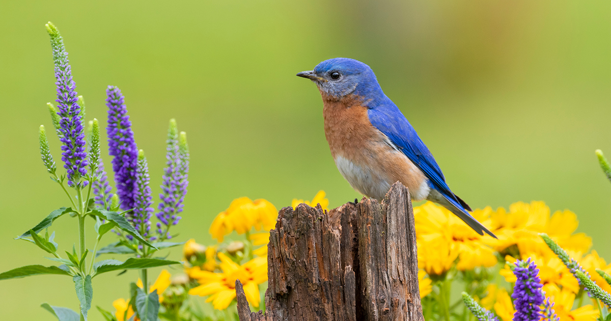 Eastern bluebird on a post in front of a garden of native plant varieties.