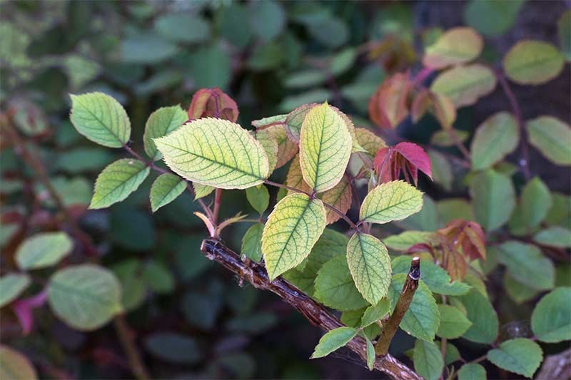 nutrient deficiencies in roses