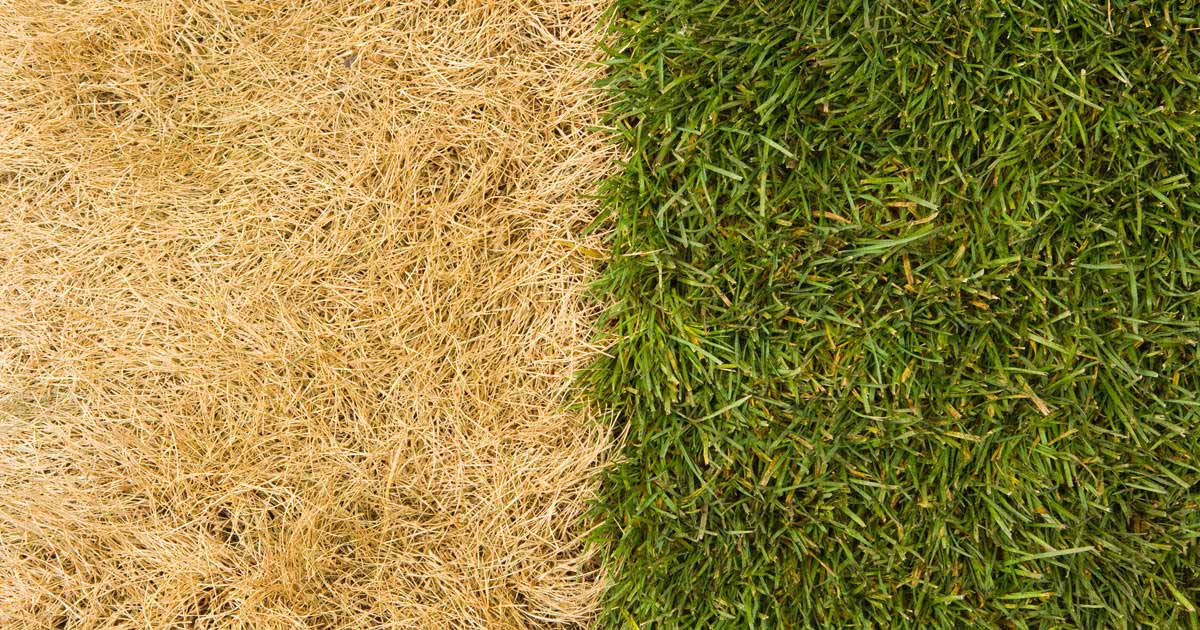 Side by side comparison of grass