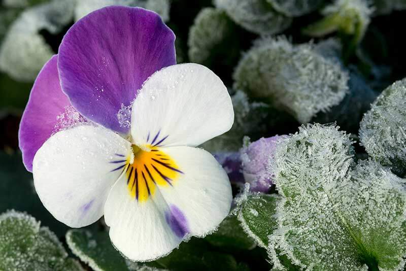 Close-up of a white and purple pansy in frosty soil