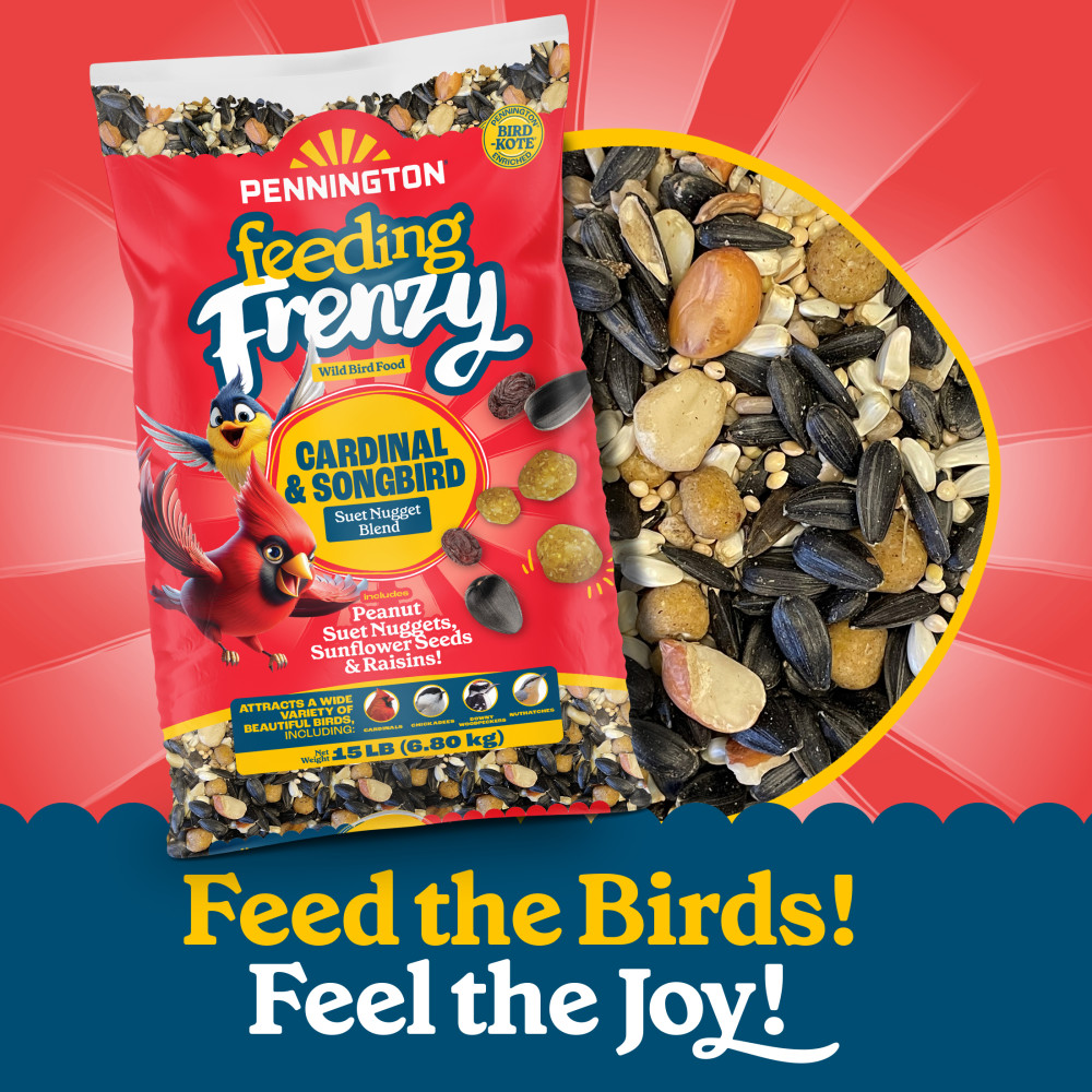 100552171penningtonfeedingfrenzycardinalsongbirdsuetnuggetblendwildbirdfood15poundsminibin6