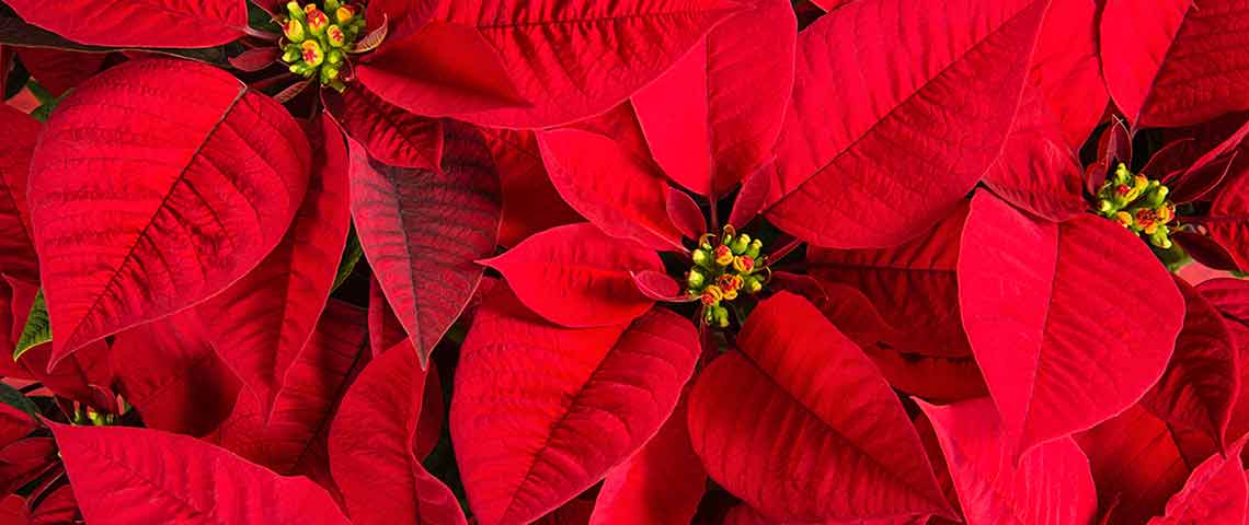 poinsettias