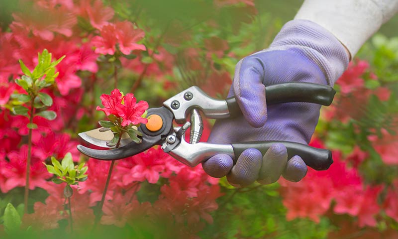 prunning-azaleas