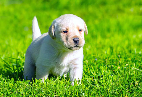 PuppyInGrass-480x330