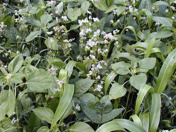 RackmasterDeluxeSpring