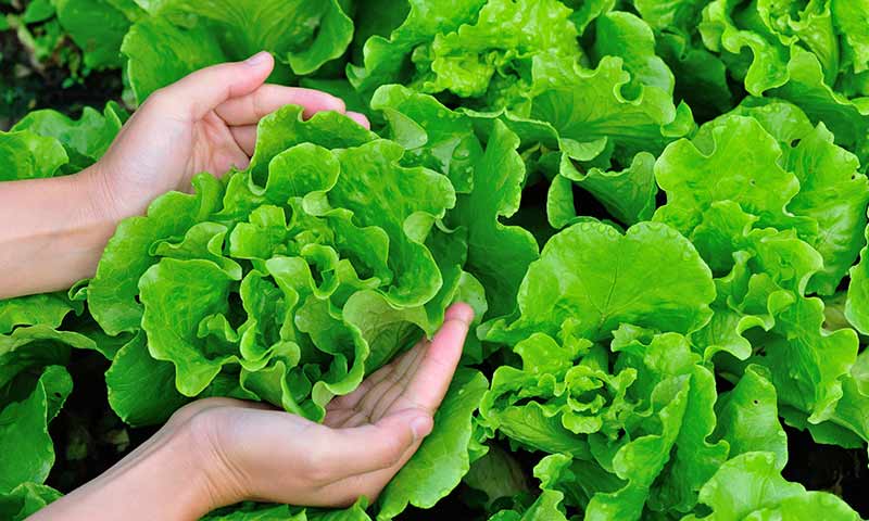 rosette-forming-lettuce