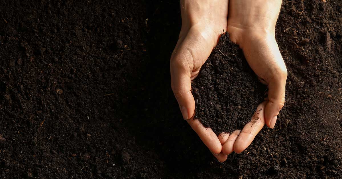 Hands holding rich soil. 
