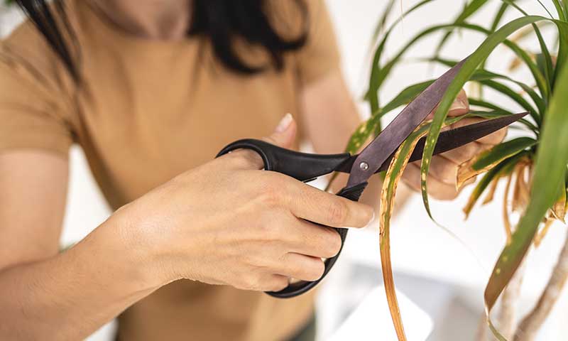 Woman in camel-colored shirt trimming brown-tips off a plant leaf