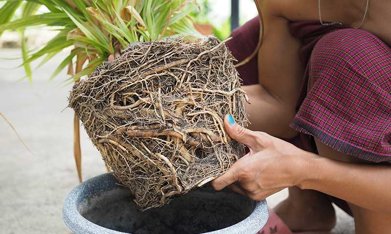Woman examining root-bound plant.