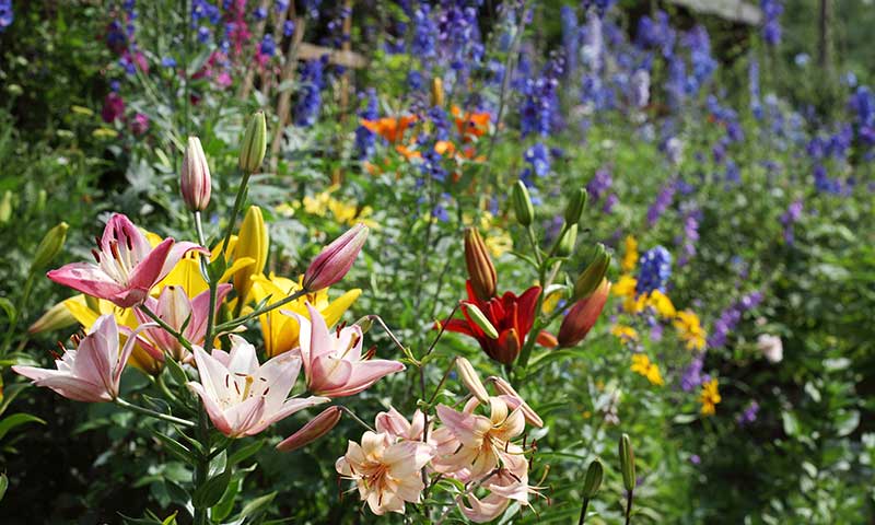 Colorful garden with lilies in the foreground