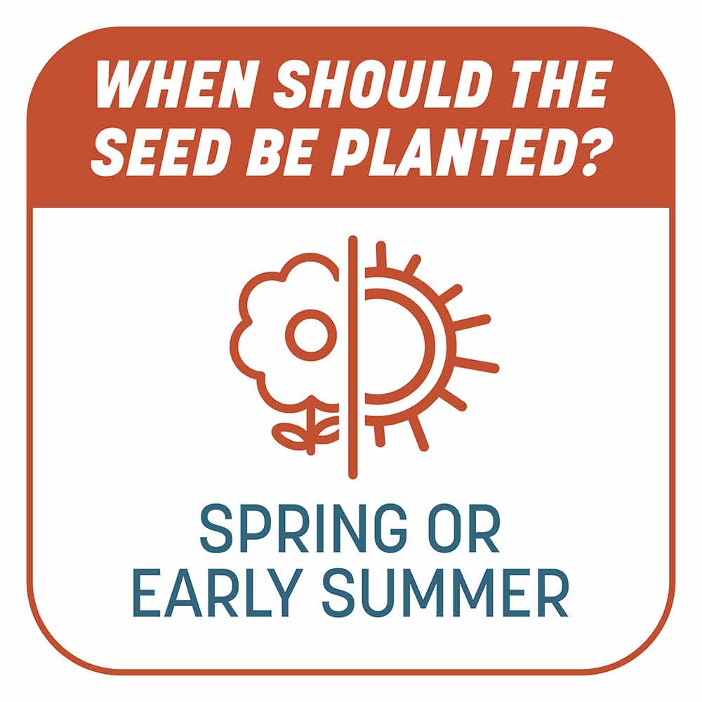 Smart-Patch-Bermuda-8