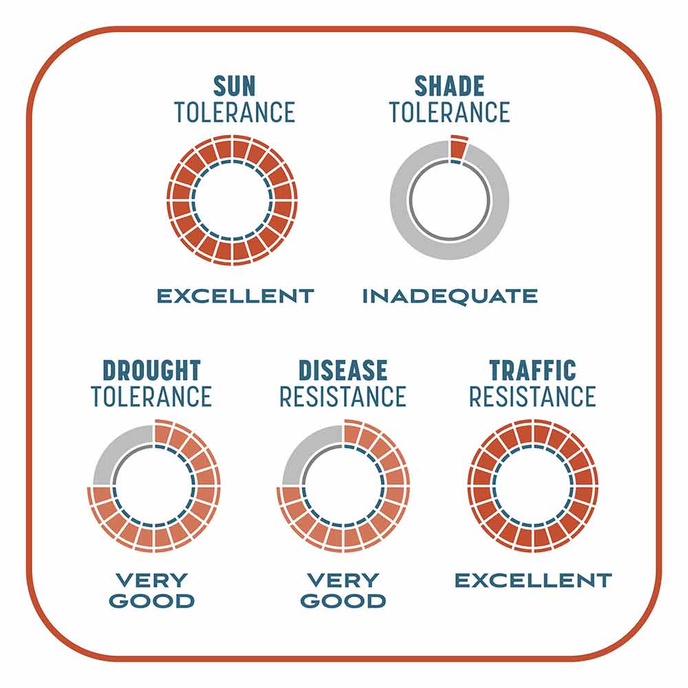 Smart-Patch-Bermuda-9