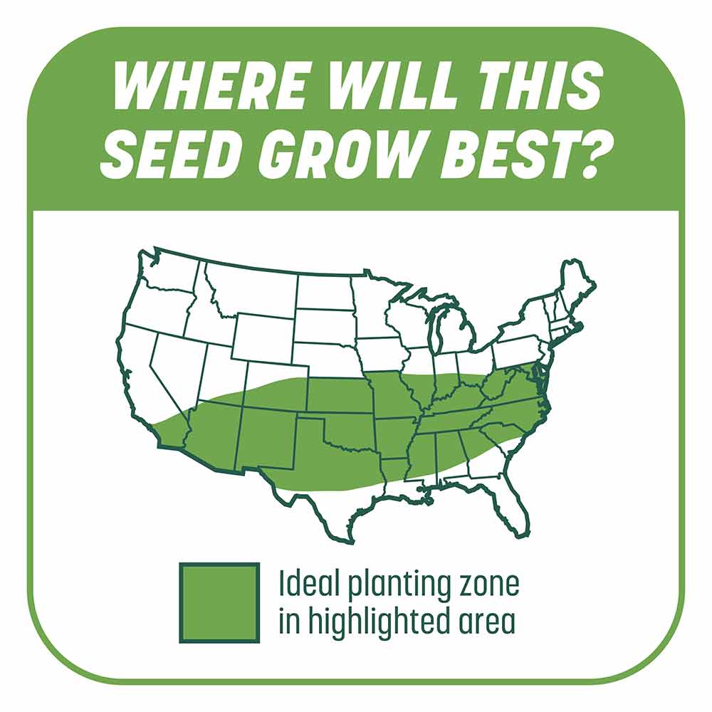 Smart-Patch-Tall-Fescue-8