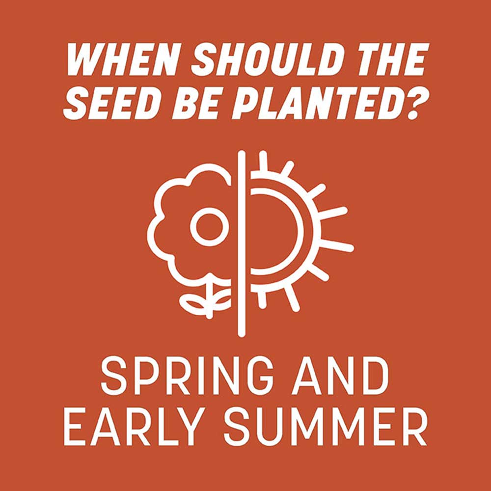 bermuda-grass-planting-time