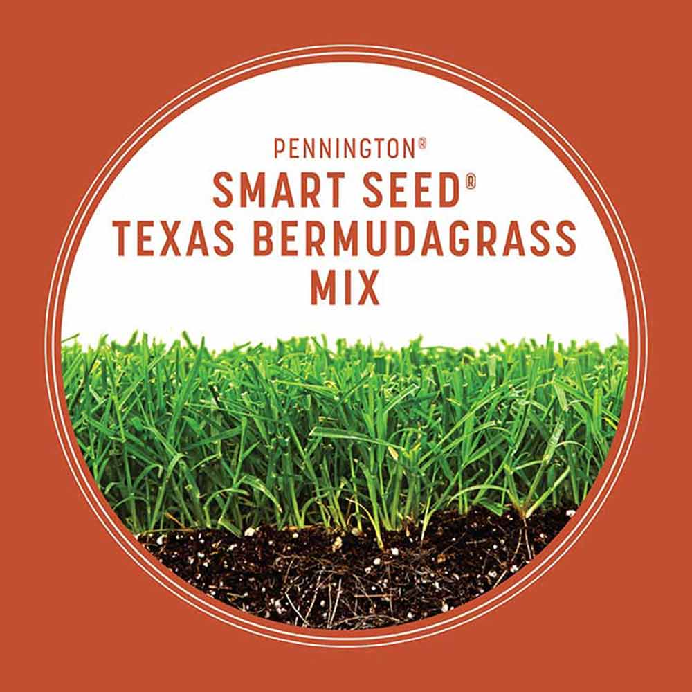 smart-seed-texas-bermuda-grass-growth