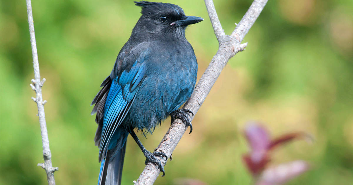 Male Steller`s Blue Jay