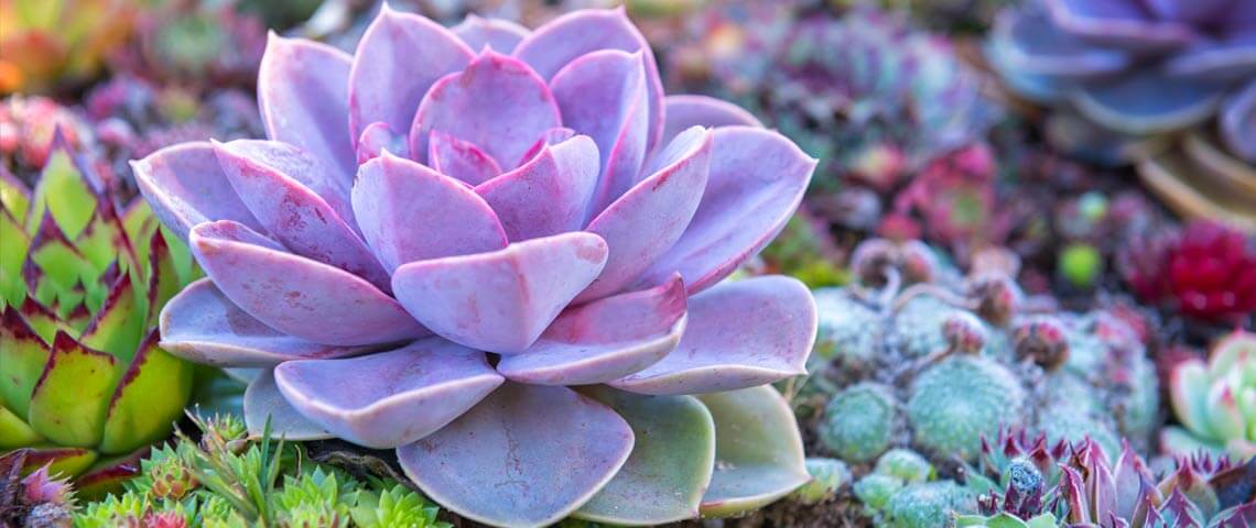 Succulent Garden Header